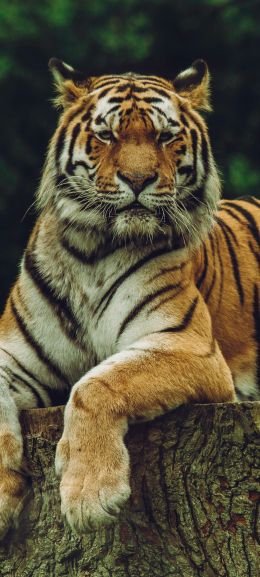 tiger, predator Wallpaper 1440x3200