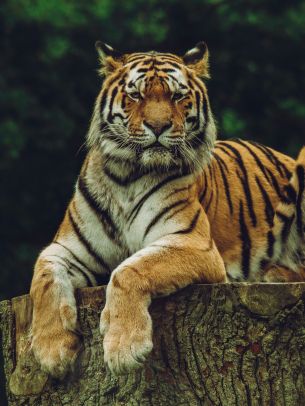 Обои 1668x2224 тигр, хищник