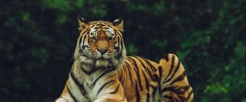 Обои 3440x1440 тигр, хищник