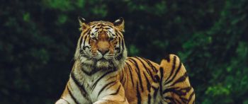 tiger, predator Wallpaper 2560x1080