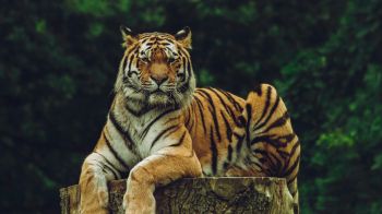 Обои 2560x1440 тигр, хищник