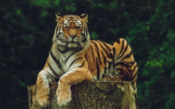 Обои 1920x1200 тигр, хищник
