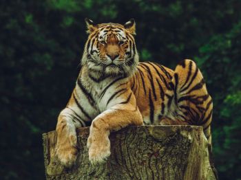 Обои 1024x768 тигр, хищник