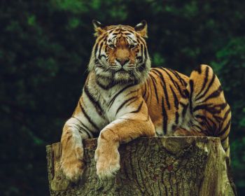 tiger, predator Wallpaper 1280x1024