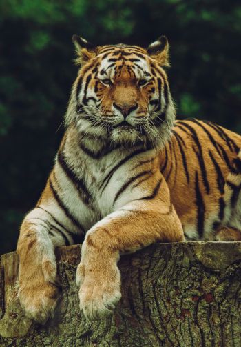 tiger, predator Wallpaper 1640x2360