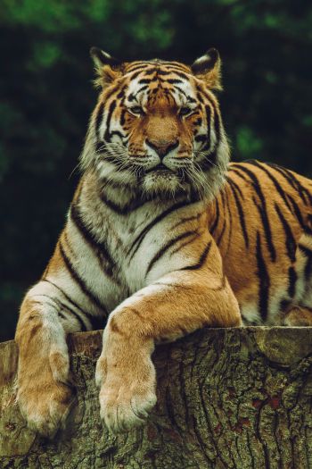 Обои 640x960 тигр, хищник