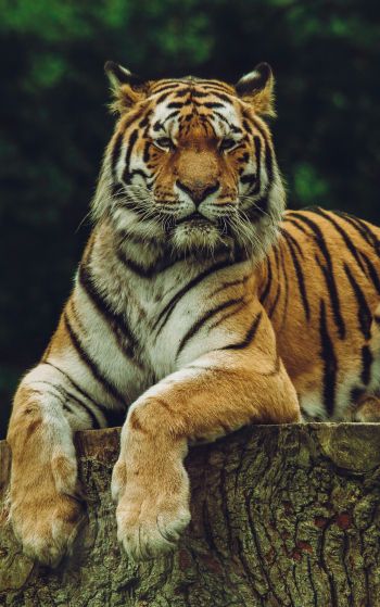 Обои 1752x2800 тигр, хищник