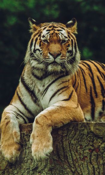 Обои 1200x2000 тигр, хищник