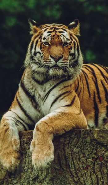 Обои 600x1024 тигр, хищник