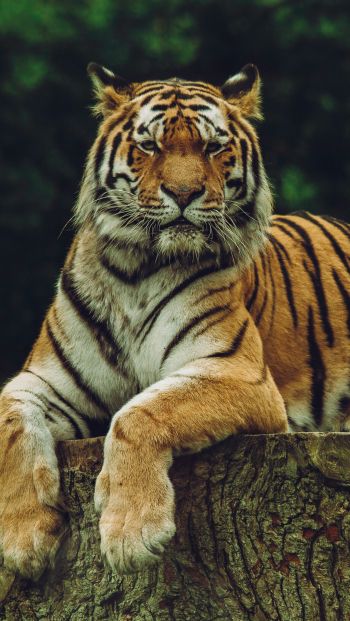 Обои 640x1136 тигр, хищник