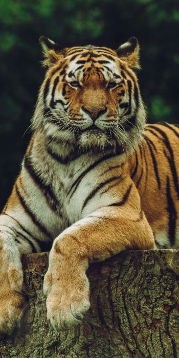 tiger, predator Wallpaper 720x1440