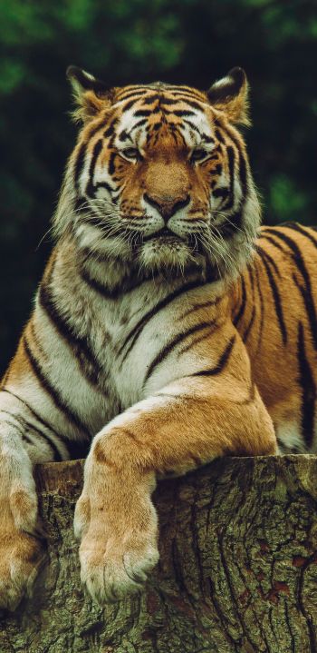 Обои 1080x2220 тигр, хищник