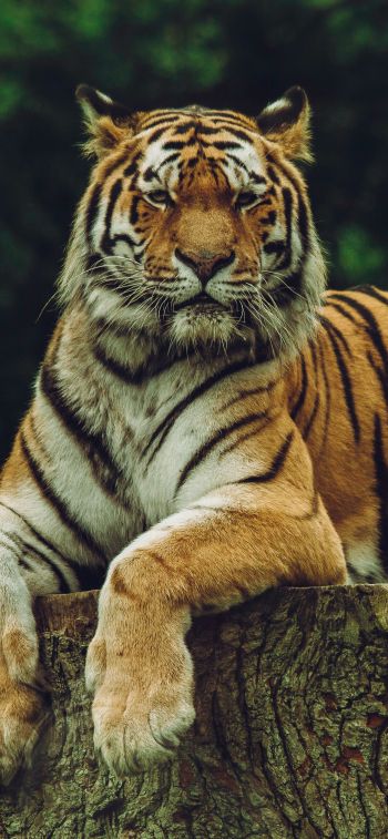 tiger, predator Wallpaper 1170x2532