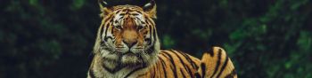 tiger, predator Wallpaper 1590x400