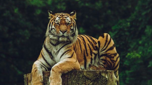 Обои 1366x768 тигр, хищник