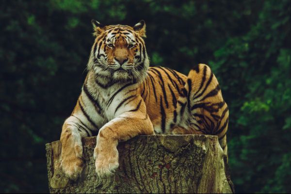 tiger, predator Wallpaper 4932x3288