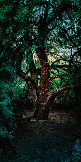 tree, lights Wallpaper 720x1440