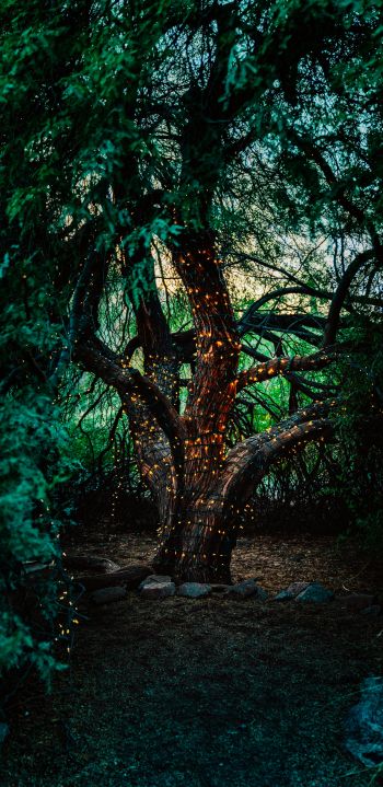 tree, lights Wallpaper 1440x2960