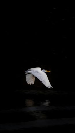 bird, flight Wallpaper 640x1136