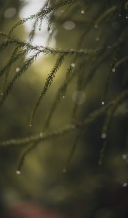 conifer, green Wallpaper 600x1024