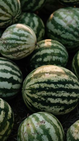 watermelon, green Wallpaper 750x1334