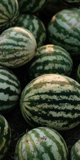 watermelon, green Wallpaper 720x1440