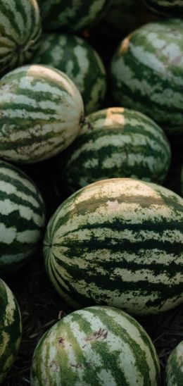 watermelon, green Wallpaper 1440x3040