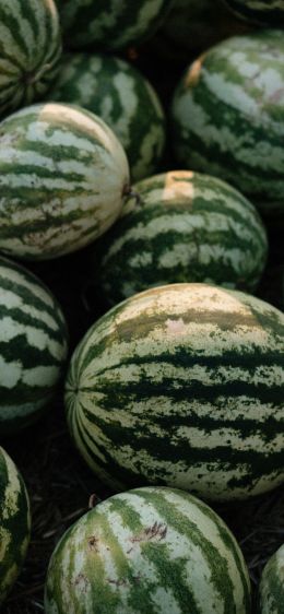 watermelon, green Wallpaper 1170x2532