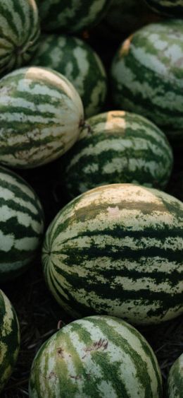 watermelon, green Wallpaper 1080x2340