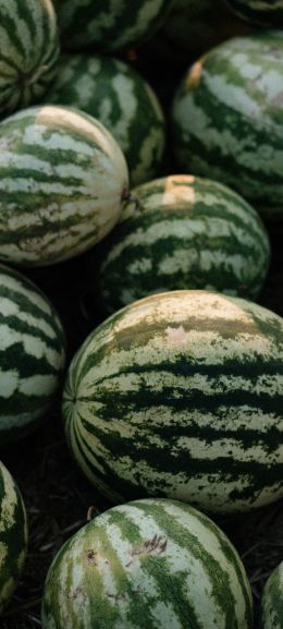 watermelon, green Wallpaper 1440x3200