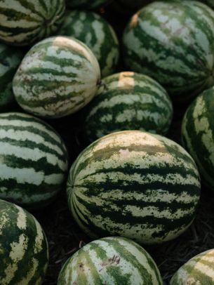 watermelon, green Wallpaper 1668x2224