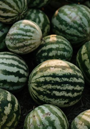 watermelon, green Wallpaper 1668x2388