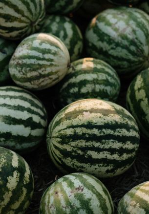 watermelon, green Wallpaper 1640x2360