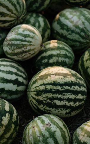 watermelon, green Wallpaper 1752x2800