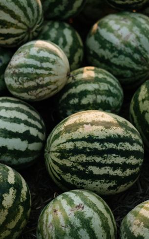 watermelon, green Wallpaper 1200x1920