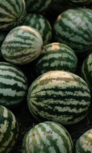 watermelon, green Wallpaper 1200x2000