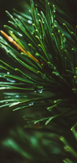 pine, green, drops Wallpaper 1080x2280