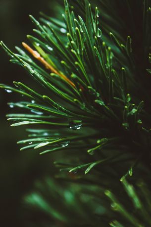 pine, green, drops Wallpaper 3456x5184