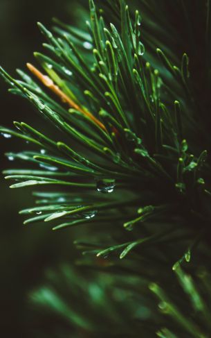 pine, green, drops Wallpaper 1752x2800