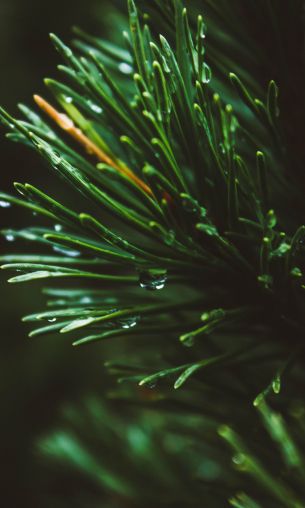 pine, green, drops Wallpaper 1200x2000