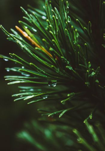 pine, green, drops Wallpaper 1668x2388