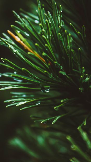 pine, green, drops Wallpaper 640x1136
