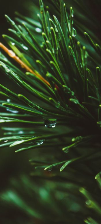 pine, green, drops Wallpaper 1080x2400