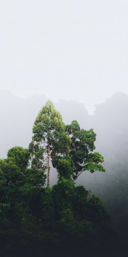 Обои 720x1440 Таиланд, лес, туман