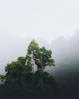 Обои 2763x3454 Таиланд, лес, туман