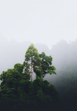 Обои 1640x2360 Таиланд, лес, туман