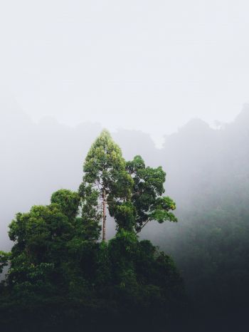 Thailand, forest, fog Wallpaper 1536x2048