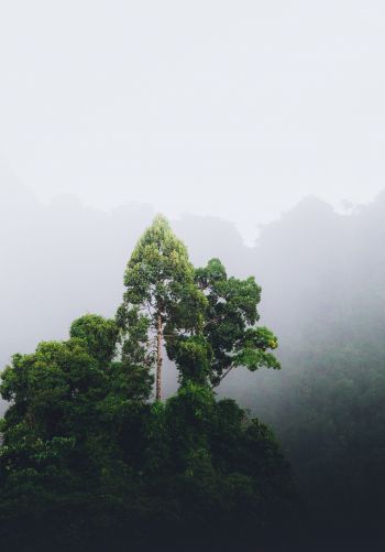 Thailand, forest, fog Wallpaper 1668x2388