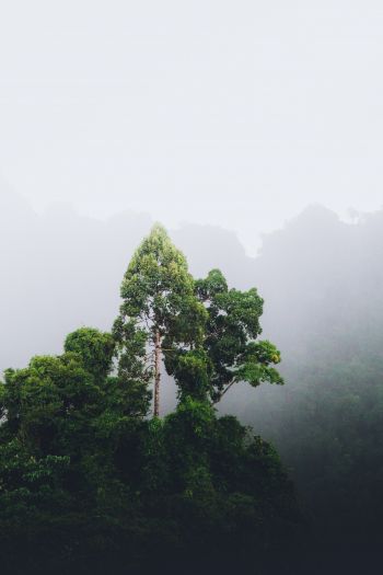 Thailand, forest, fog Wallpaper 640x960