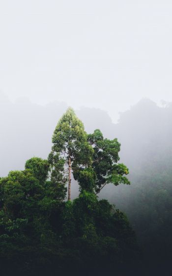 Thailand, forest, fog Wallpaper 800x1280